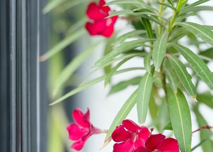 Charming & 1br Ap 2 Balconies -old Town Apartment Bucharest