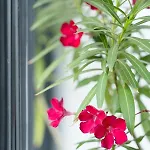Charming & 1br Ap 2 Balconies -old Town Apartment Bucharest