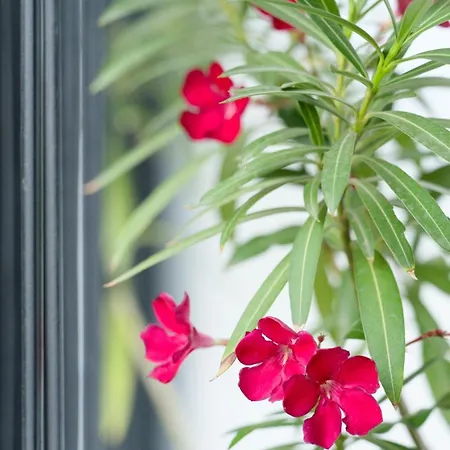 Charming & 1br Ap 2 Balconies -old Town Appartement Boekarest